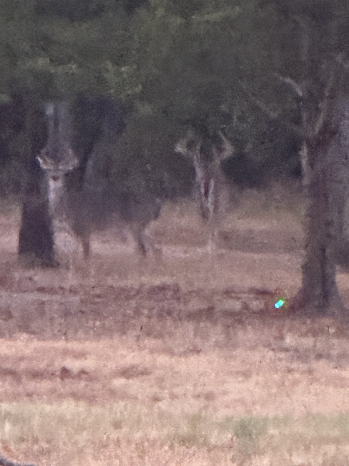 Whitetail deer on the property